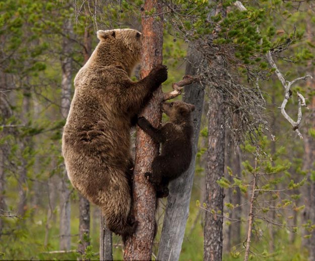 Don’t Climb a Tree | How To Survive A Bear Attack