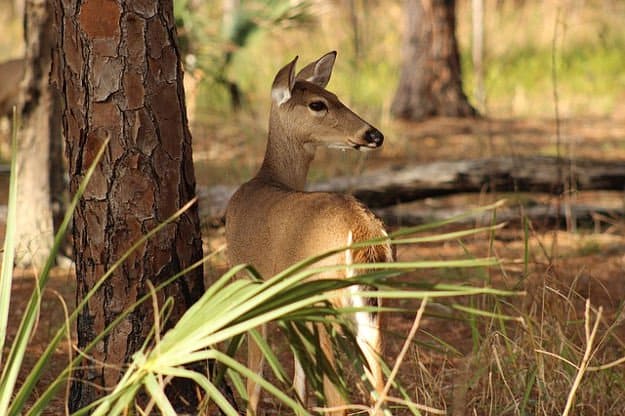 Deer Hunting in Kansas | Kansas Hunting Laws