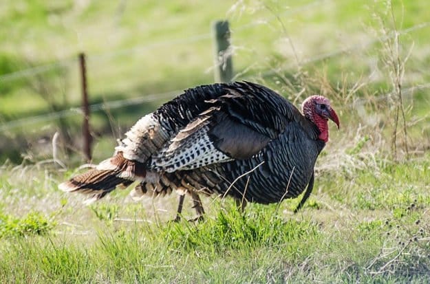Wild Turkey Hunting in Kansas | Kansas Hunting Laws