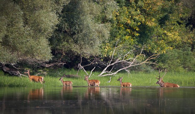 Deer Hunting in Louisiana | Louisiana Hunting Laws