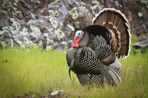 Turkey Hunting in Louisiana | Louisiana Hunting Laws