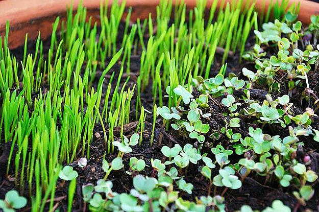 Grow Microgreens | Gardening Tips and Tricks You Can Use Right Now! | garden help