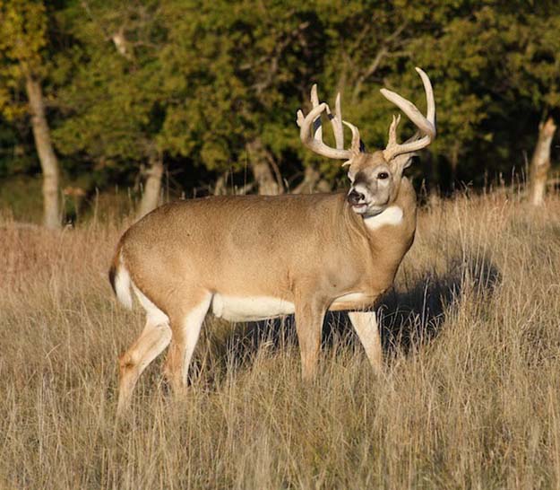 Deer Hunting in Oklahoma | Oklahoma Hunting Laws