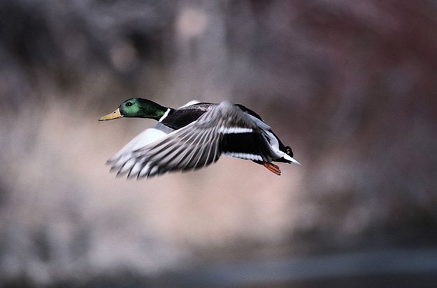 Duck Hunting in Oklahoma | Oklahoma Hunting Laws