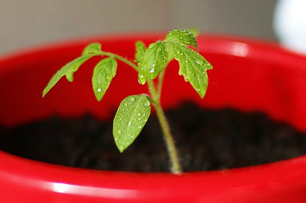 Grow Tomato Seedlings The Easy Way | Gardening Tips and Tricks You Can Use Right Now! | garden help