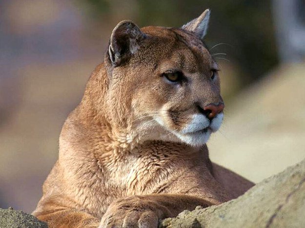 Mountain Lions | Wild Animal Attacks | What To Do When Attacked By Ferocious Beasts
