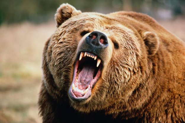 Bears | Wild Animal Attacks | What To Do When Attacked By Ferocious Beasts
