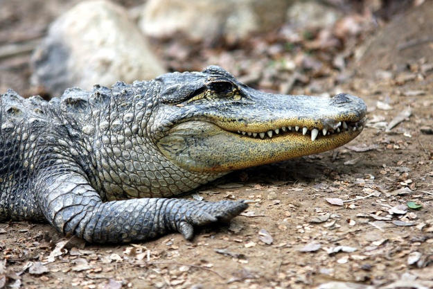 Alligators | Wild Animal Attacks | What To Do When Attacked By Ferocious Beasts