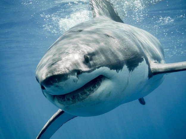 Sharks | Wild Animal Attacks | What To Do When Attacked By Ferocious Beasts