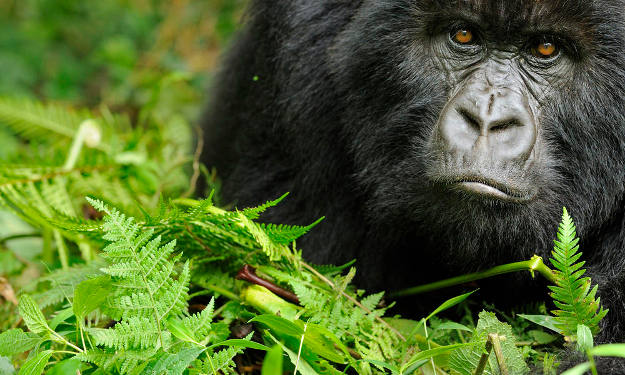 Gorillas | Wild Animal Attacks | What To Do When Attacked By Ferocious Beasts