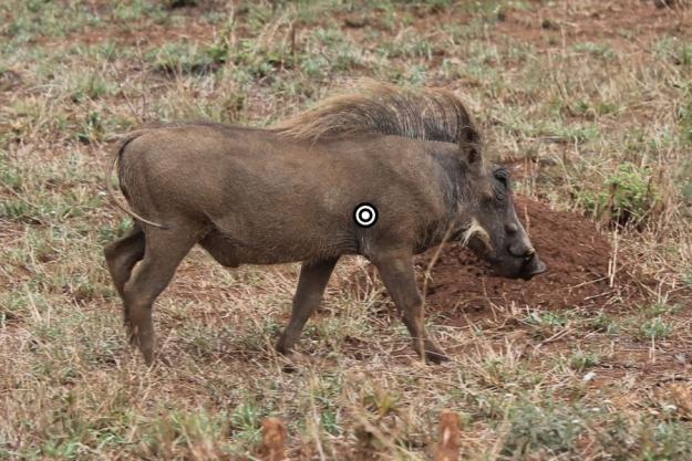 Aim for the heart | Wild Hog Hunting Tips: Where To Shoot Them