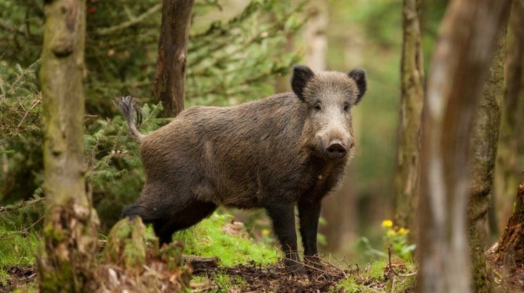wild hogs hunting tips where to shoot them ss
