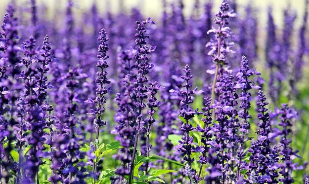 Lavender Flowers | A Great Drink for Comfort and Health