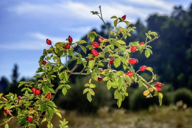 Wild Rose Hips | A Great Drink for Comfort and Health