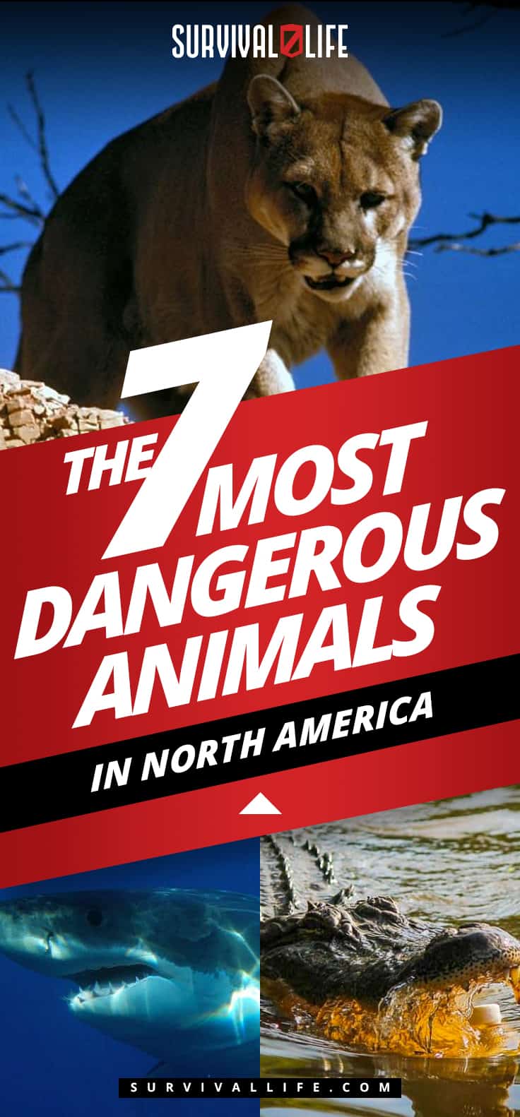 The 7 Most Dangerous Animals In North America