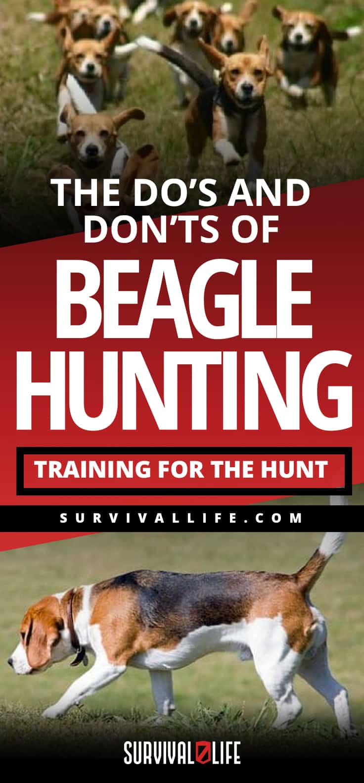  The Do's And Don’ts Of Beagle Hunting - Training For The Hunt | https://survivallife.com/beagle-hunting/