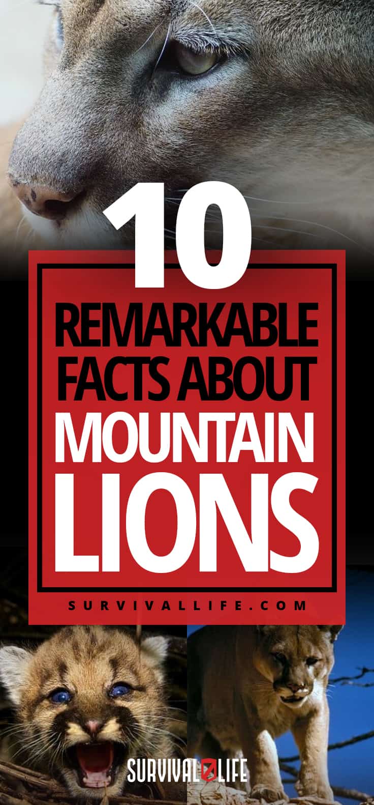 Remarkable Facts About Mountain Lions | https://survivallife.com/facts-about-mountain-lions/