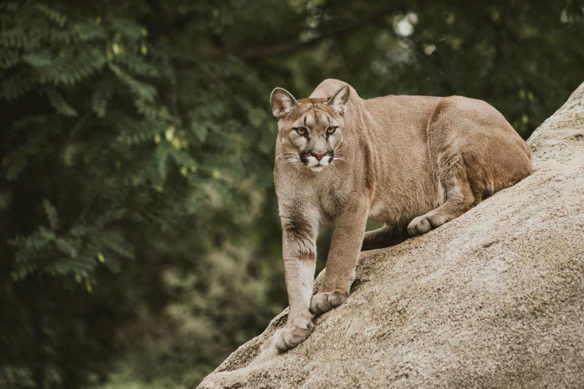 cougar on brown rock formation | The Most Dangerous Animals In North America | most dangerous animals | most aggressive animal in the world