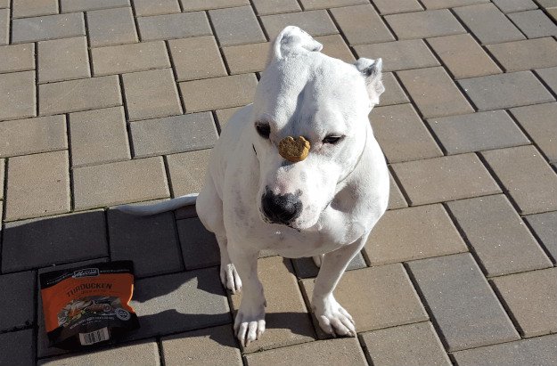 10 Reason Every Prepper Should Own A Pit Bull