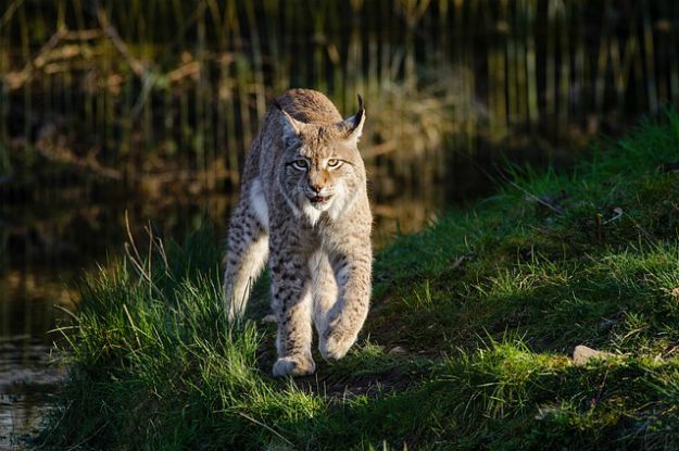  Bobcat Hunting in Maine | Maine Hunting Laws