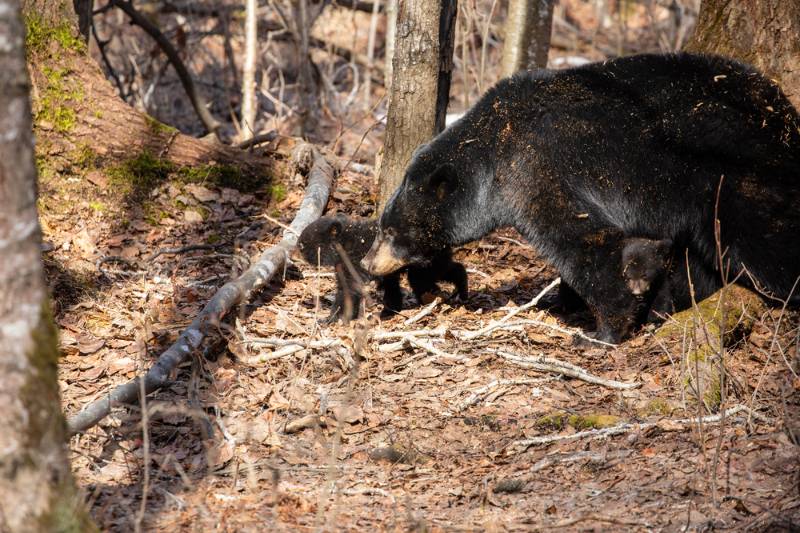 alaska-black-bear-2-cubs How To Survive A Bear Attack SS