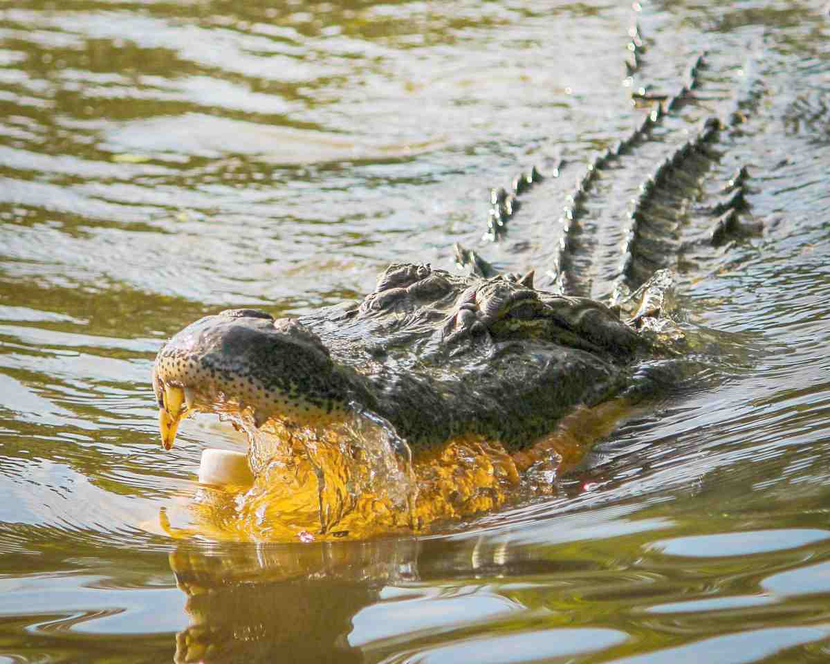 alligator swimming in the water | The Most Dangerous Animals In North America | most dangerous animals | most dangerous mammals