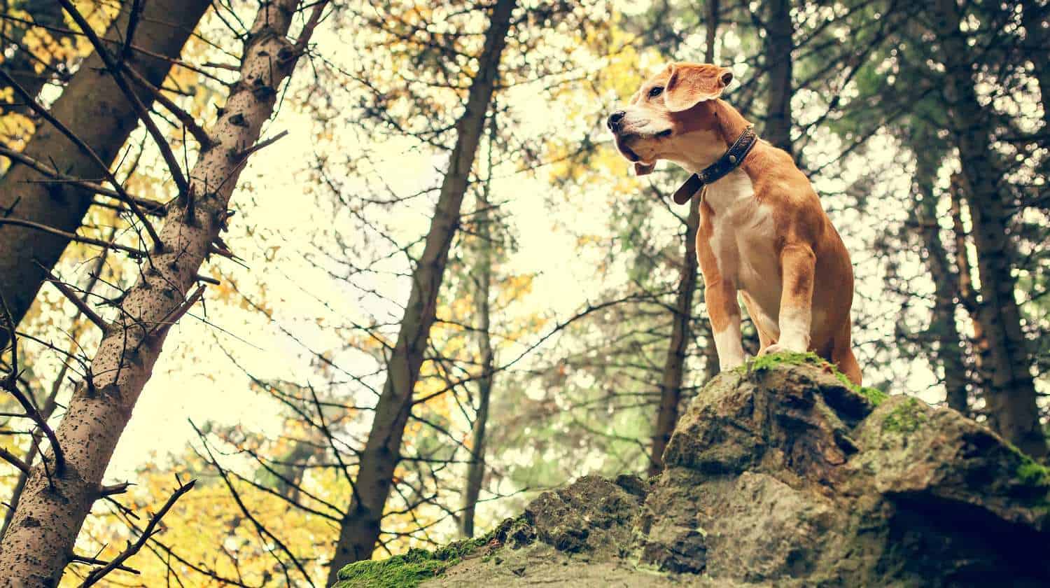 Featured | Beagle portrait in forest |The Do's And Don’ts Of Beagle Hunting - Training For The Hunt