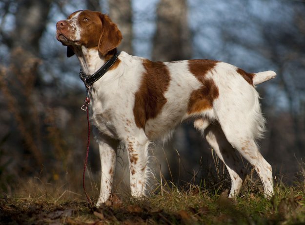 the-10-best-bird-hunting-dogs-for-all-types-of-game-and-hunts-family-survival-headlines