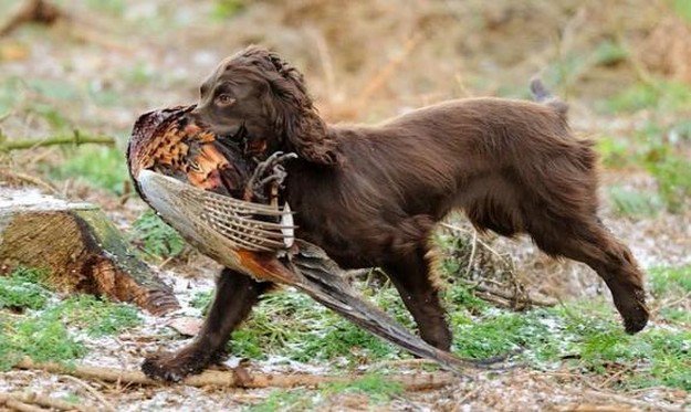 the-10-best-bird-hunting-dogs-for-all-types-of-game-and-hunts-family