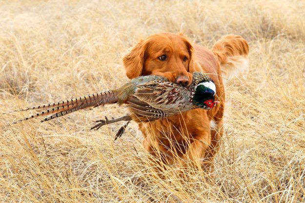 the-10-best-bird-hunting-dogs-for-all-types-of-game-and-hunts-family