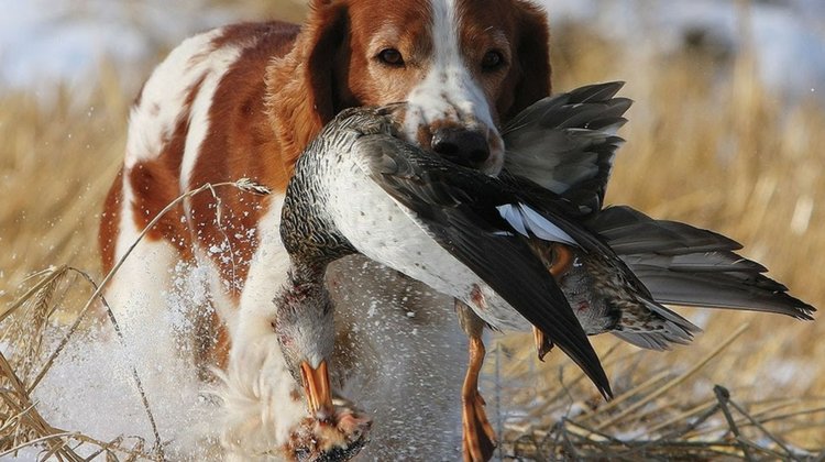 brittany bird hunting dog