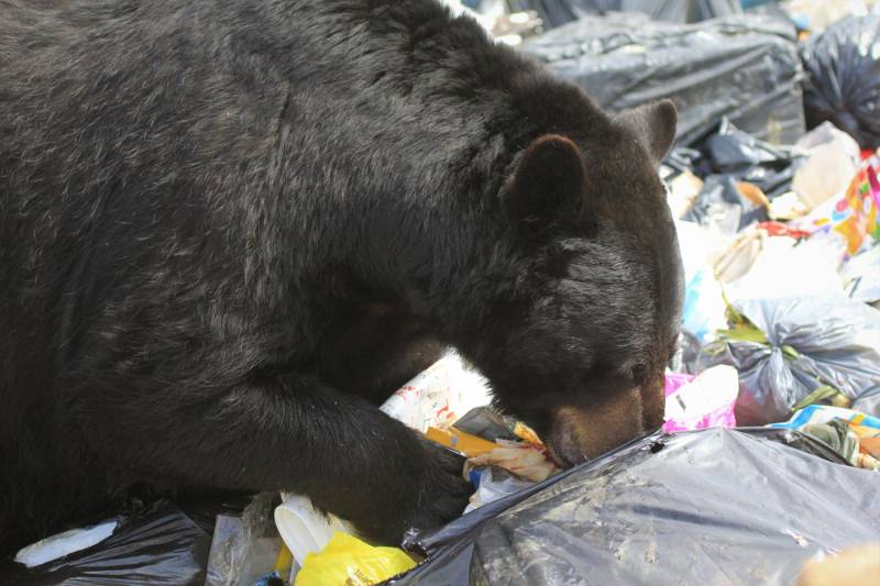 black-bear-visiting-garbage-disposal How To Survive A Bear Attack SS