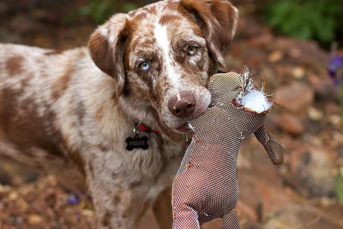 Dog biting a brown stuff toy | Fido On The Hunt: A Complete Guide To Dog Hunting Gear 