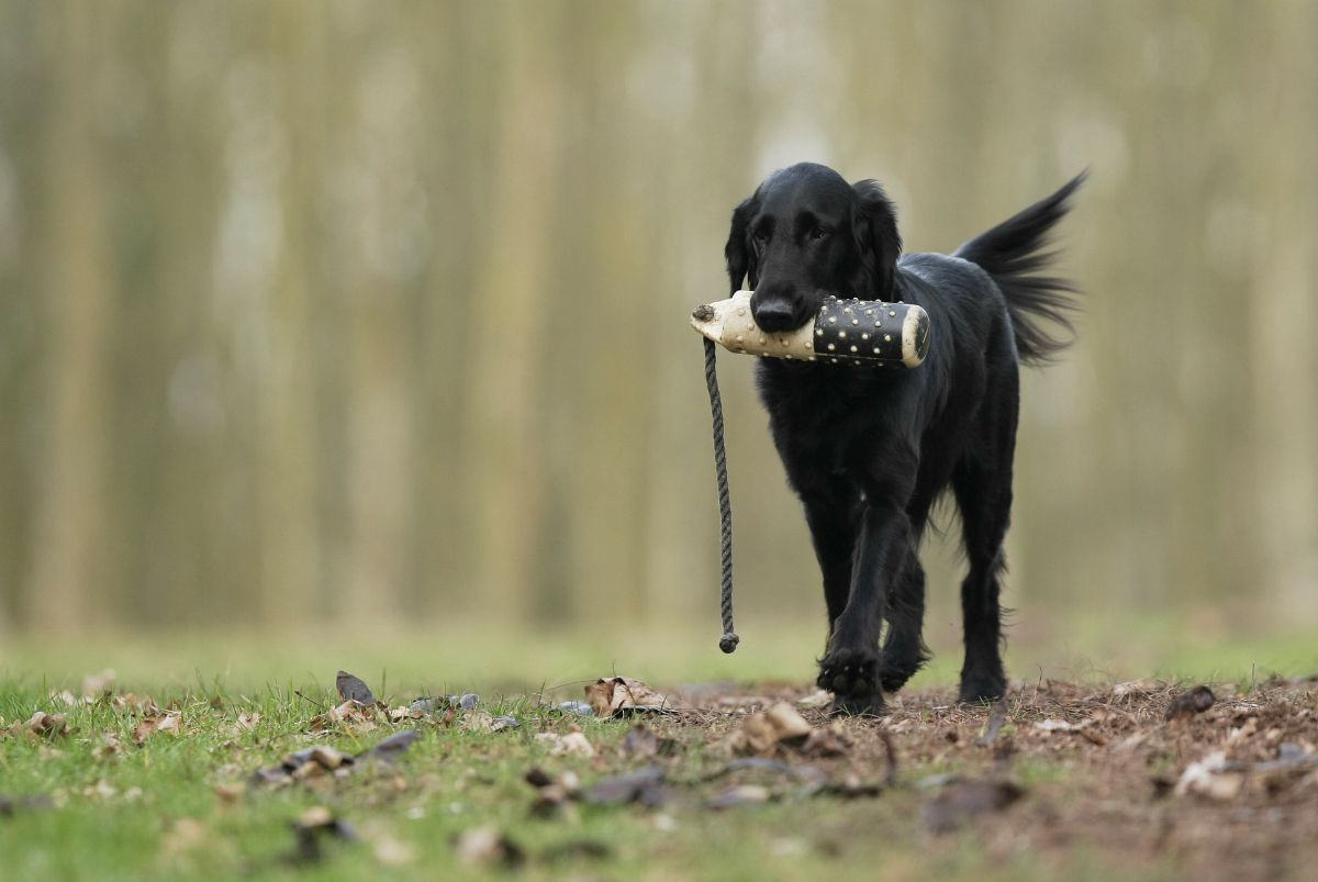 Black dog in training | Fido On The Hunt: A Complete Guide To Dog Hunting Gear 