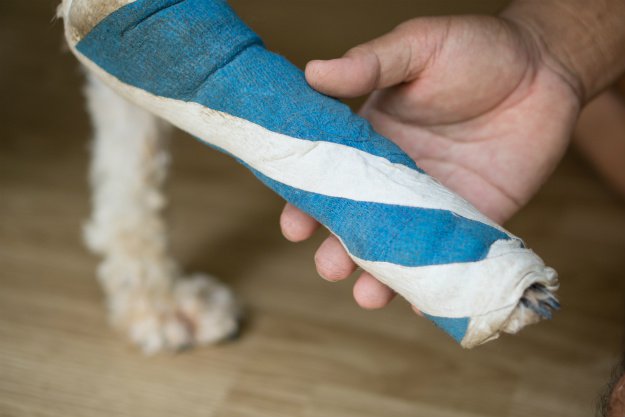 dog-leg-wrapped Dog First Aid Kit For Your Canine Companion