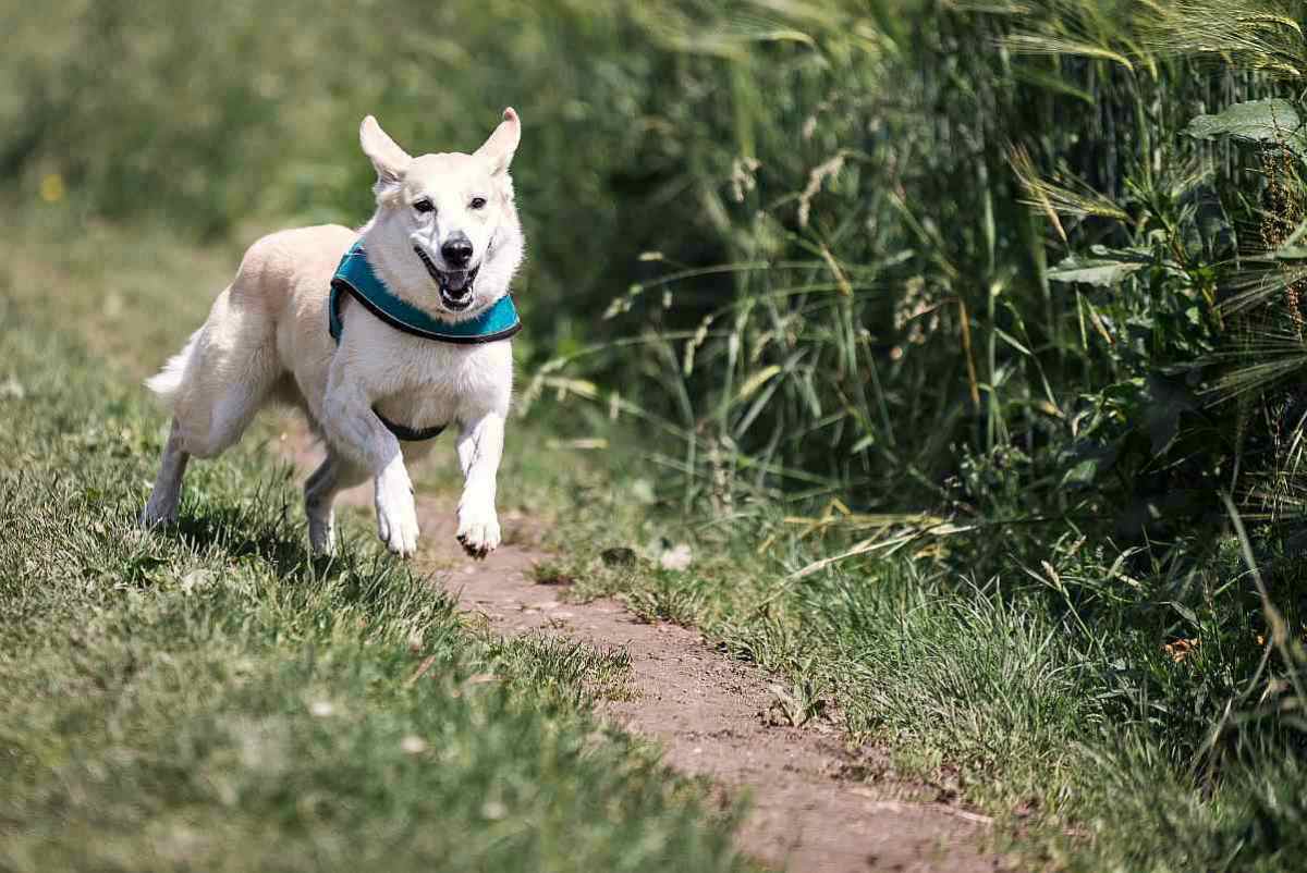 Running dog in the field | Fido On The Hunt: A Complete Guide To Dog Hunting Gear 