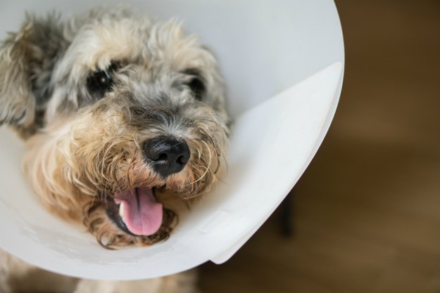 dog-with-cone-on-head Dog First Aid Kit For Your Canine Companion