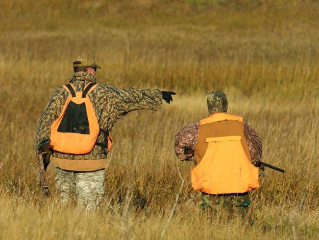 Hunt in an Open Land | Practical Quail Hunting Tips Every Hunter Should Follow | how to hunt quail without a dog