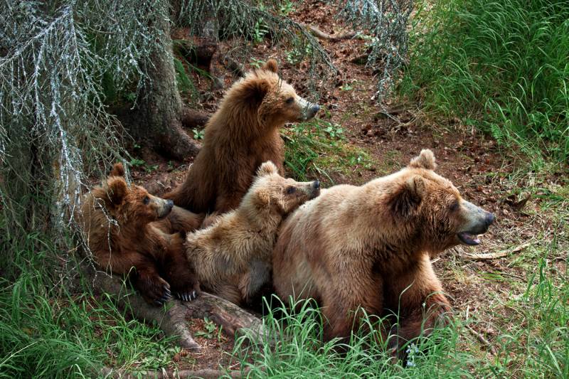 grizly-bears-katmai-national-park-alaska How To Survive A Bear Attack SS
