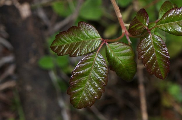 poison oak 12 Home Remedies For Poison Ivy, Oak, and Sumac