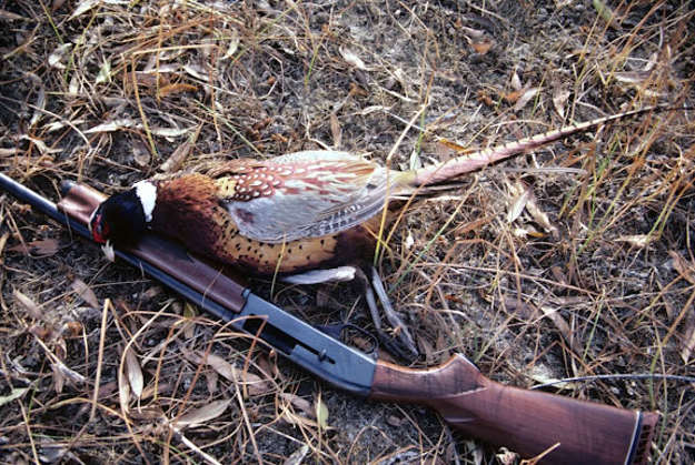 Use shotgun | Practical Quail Hunting Tips Every Hunter Should Follow