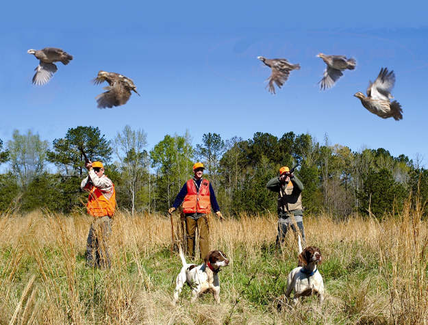 Don't shoot a low-flying quail | Practical Quail Hunting Tips Every Hunter Should Follow