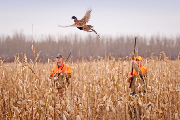 Know their routines | Practical Quail Hunting Tips Every Hunter Should Follow