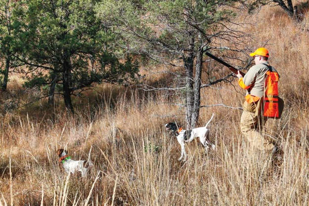 Look for fresh tracks | Practical Quail Hunting Tips Every Hunter Should Follow