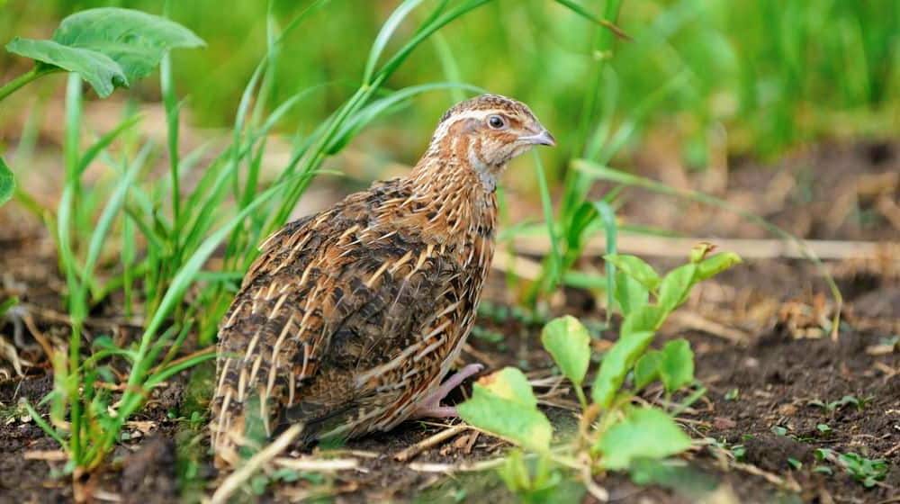 Feature | Practical Quail Hunting Tips Every Hunter Should Follow | how to hunt quail without a dog
