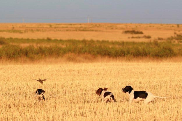 Don't Shoot a Low-flying Quail | Practical Quail Hunting Tips Every Hunter Should Follow | how to hunt quail without a dog