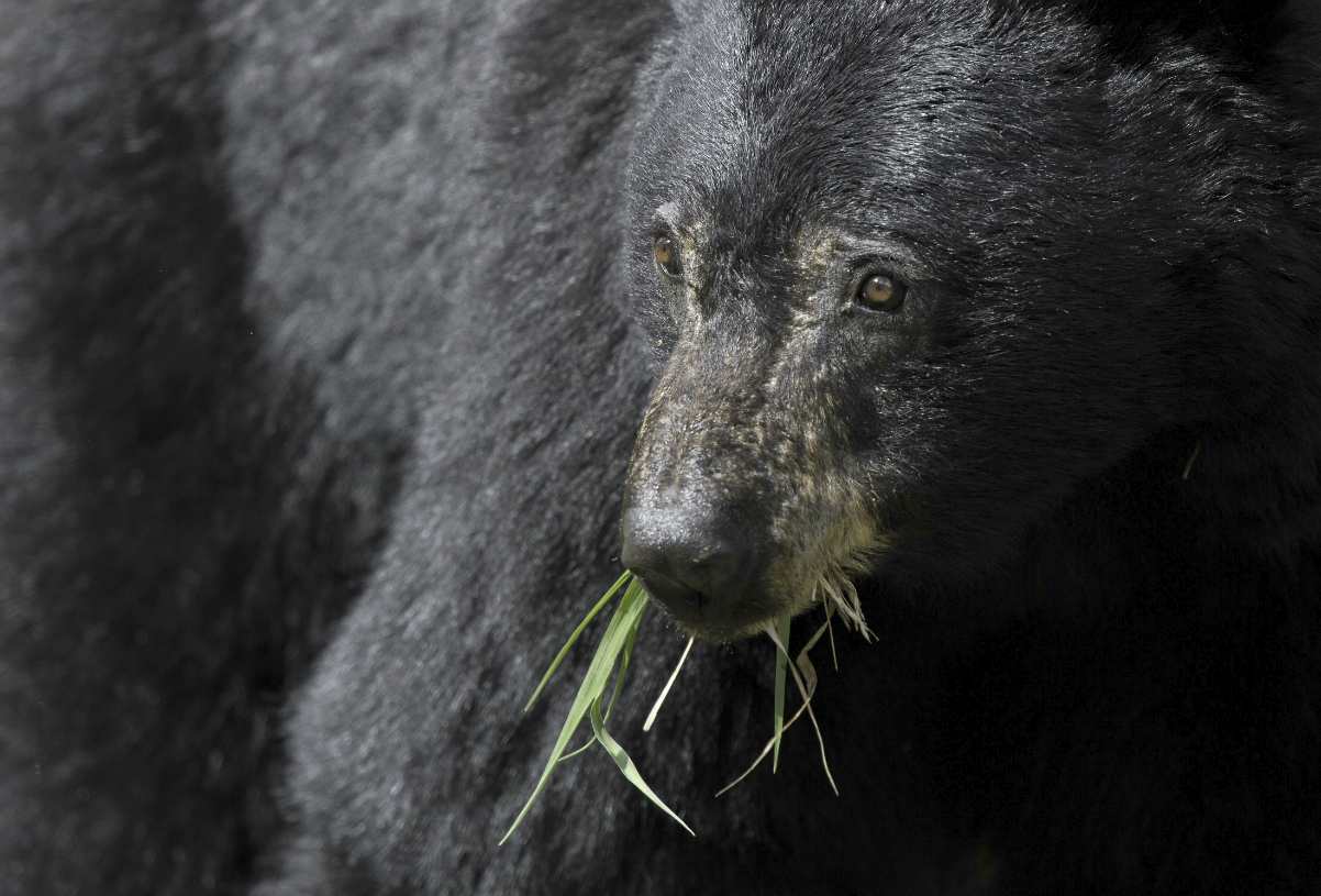 black bear eating grass plant | The Most Dangerous Animals In North America | most dangerous animals | most dangerous primates