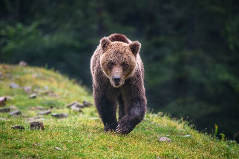 wild-adult-brown-bear-ursus-arctos How To Survive A Bear Attack SS