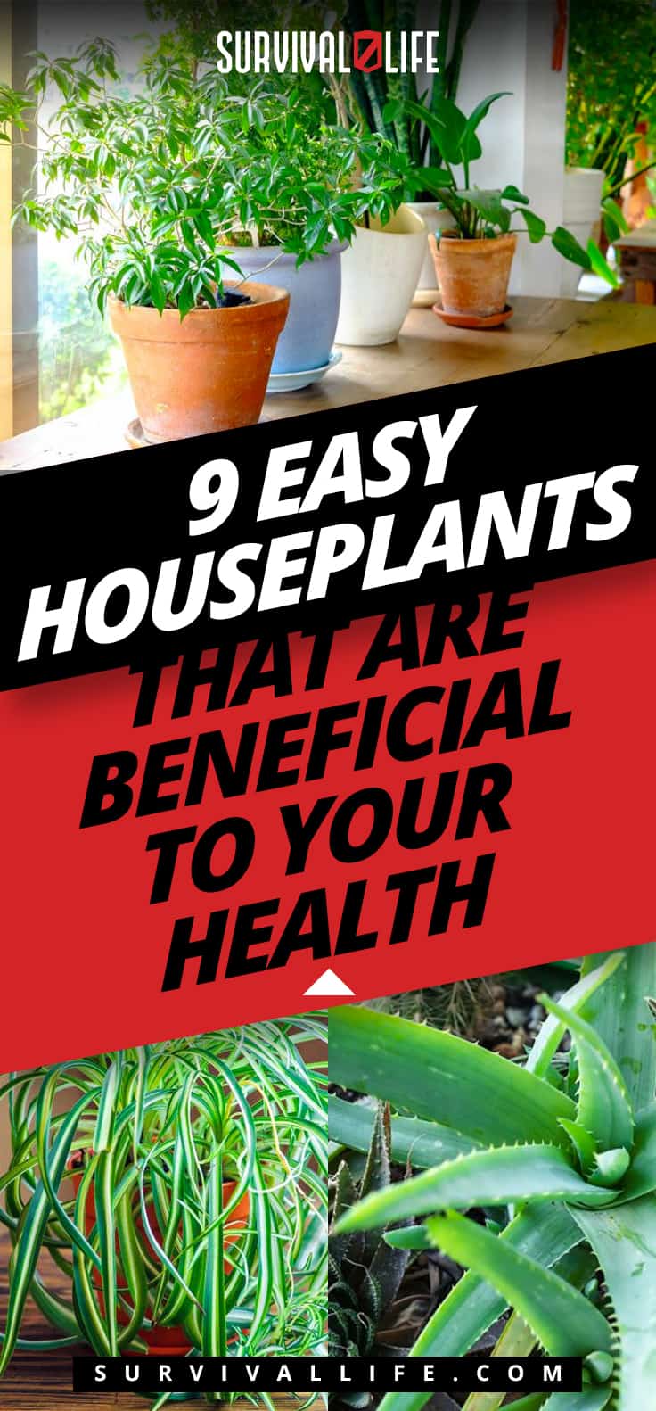 9 Easy Houseplants That Are Beneficial To Your Health