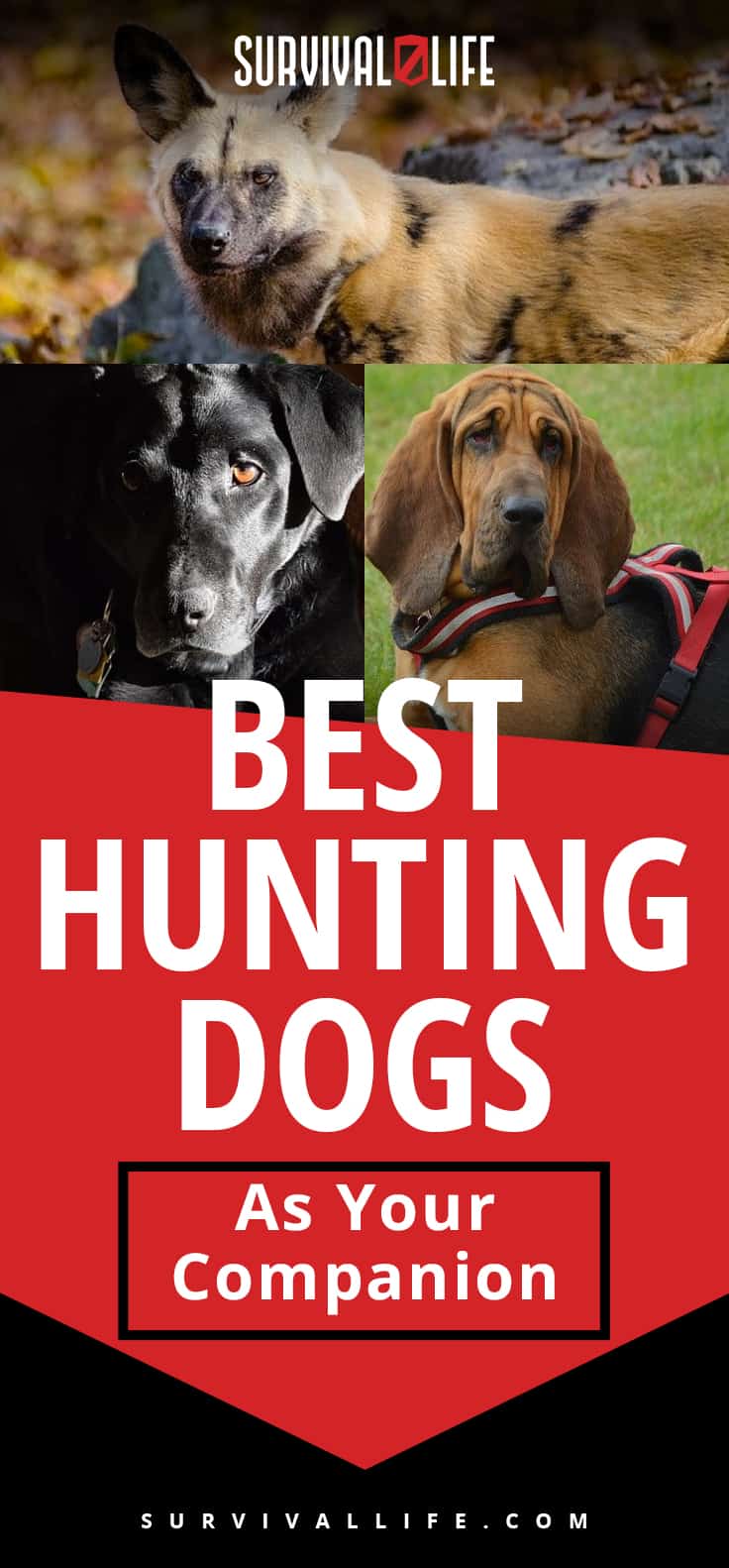 Best Hunting Dogs As Your Companion